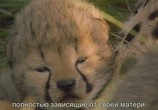 ТВ Африканские кошки: Королевство смелых / African Cats (2011) - cцена 3
