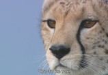 ТВ Африканские кошки: Королевство смелых / African Cats (2011) - cцена 1