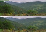 Сцена из фильма Панды: Путешествие домой / Pandas: The Journey Home (2014) Панды: Путешествие домой сцена 24