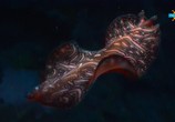 Сцена из фильма Фридайвинг на Большом Барьерном рифе / Ultimate Freedive: The Great Barrier Reef (2016) Фридайвинг на Большом Барьерном рифе сцена 12