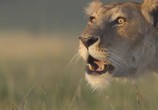 ТВ Африканские кошки: Королевство смелых / African Cats (2011) - cцена 2