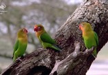 ТВ Секреты природы / Nature's Strangest Mysteries: Solved (2019) - cцена 4